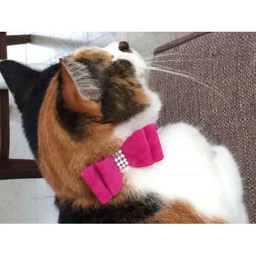 Kattenhalsband strik groot roze 2