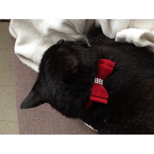 Kattenhalsband strik groot rood 2